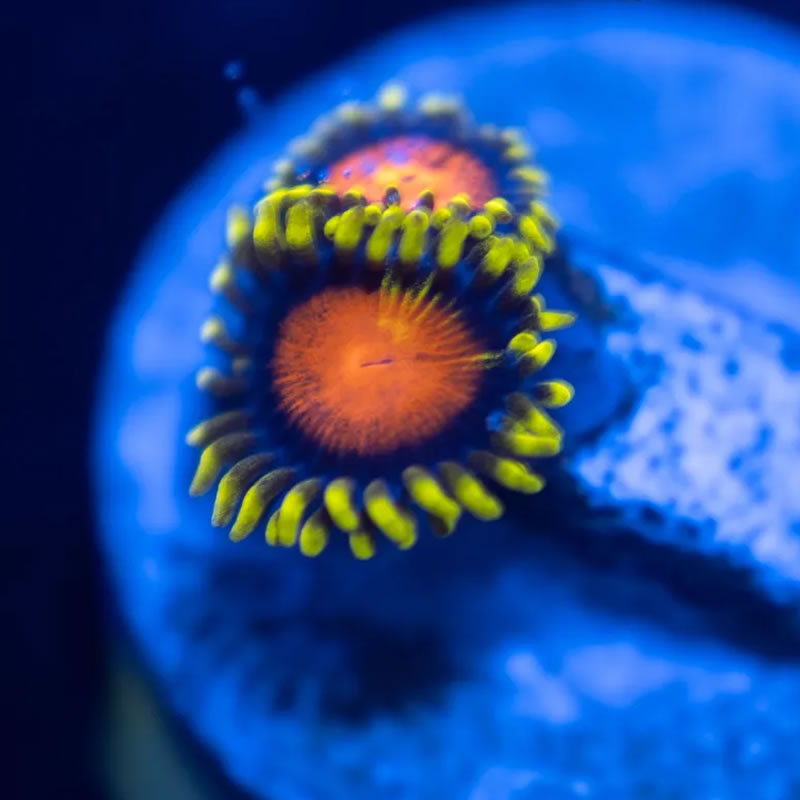 Hyper Color zoas - Reef Stable