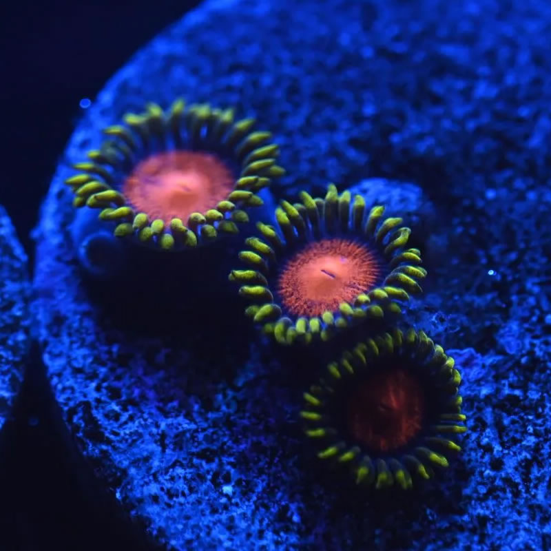 Hyper Color zoas - Reef Stable