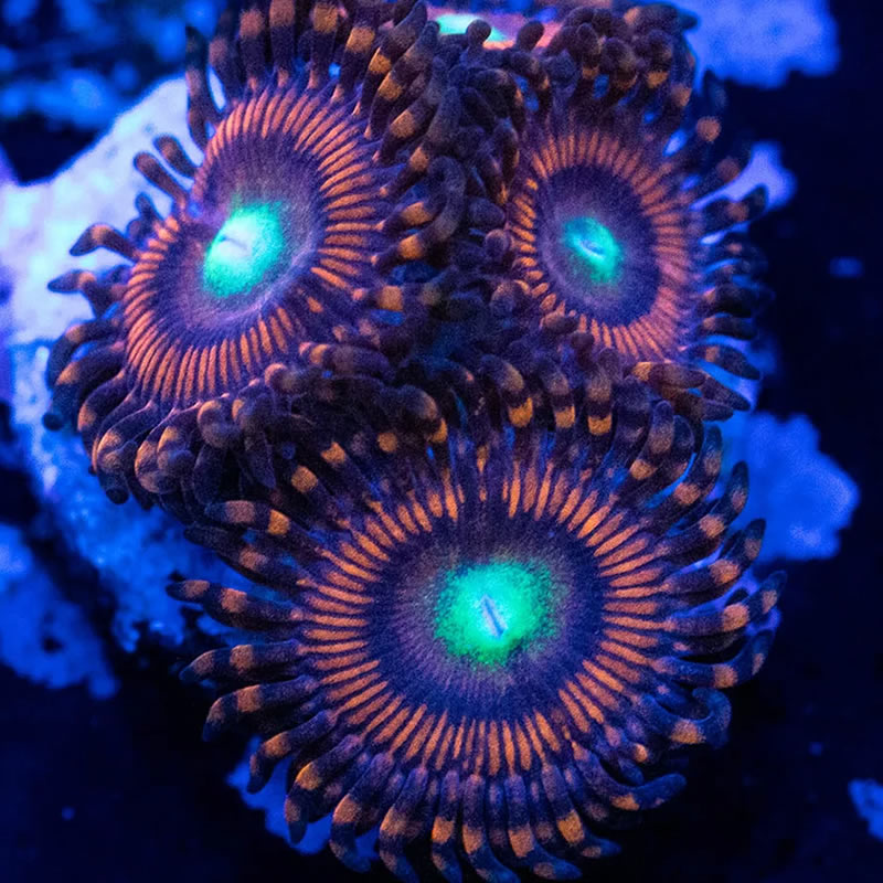 Hyper Phoenix zoas - RVA Corals
