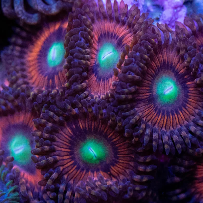 Hyper Phoenix zoas - RVA Corals