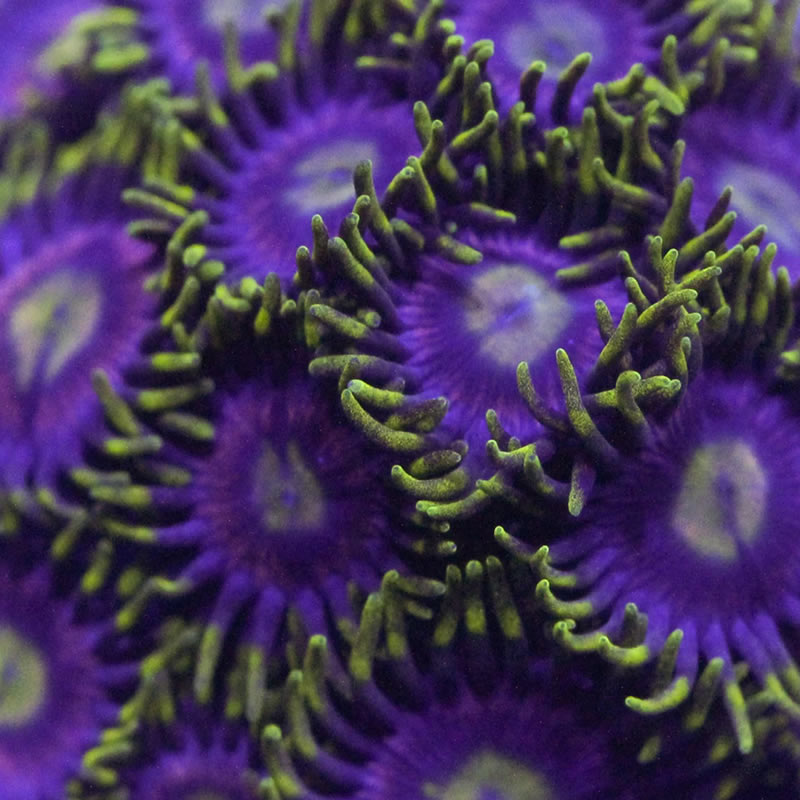 Joe's Crab Nebula zoas - RVA Corals