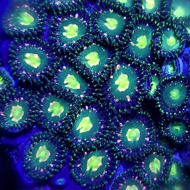 Jurassic Park zoas - CoralAddicts
