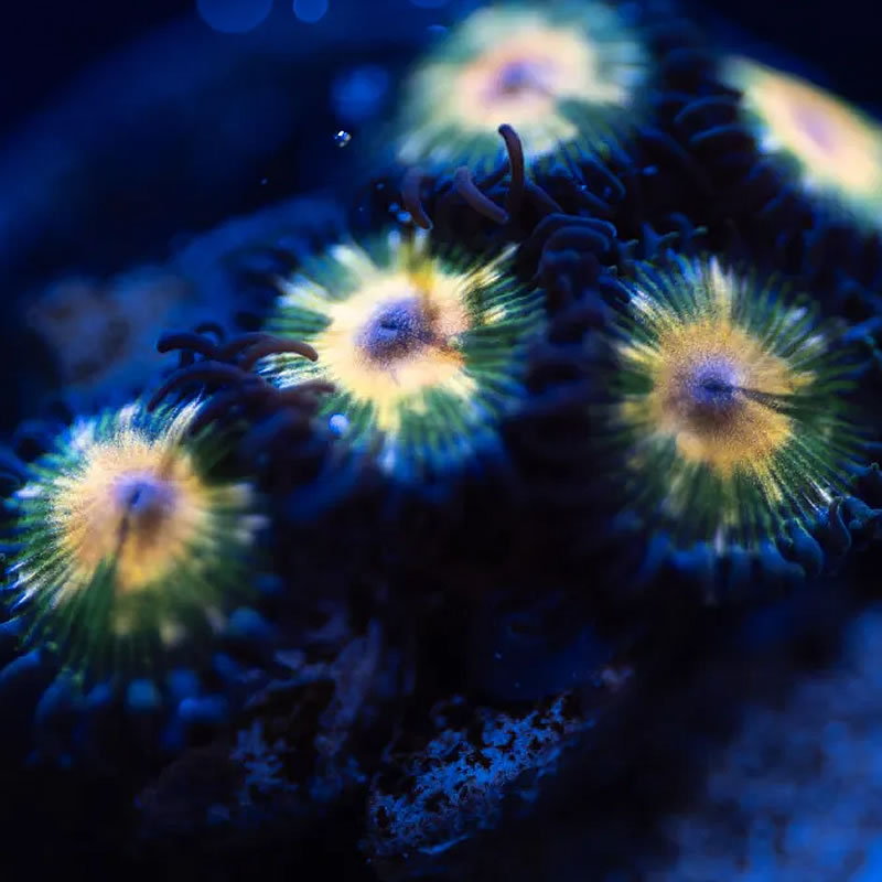 Jurassic Park zoas - Reef Stable