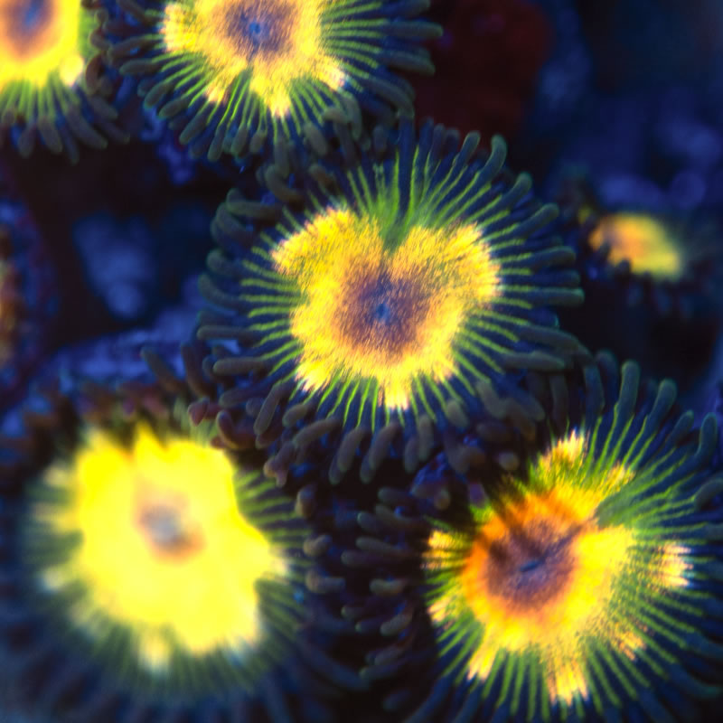 Jurassic Park zoas - Reef Stable