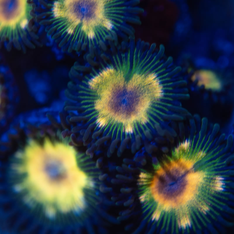 Jurassic Park zoas - Reef Stable