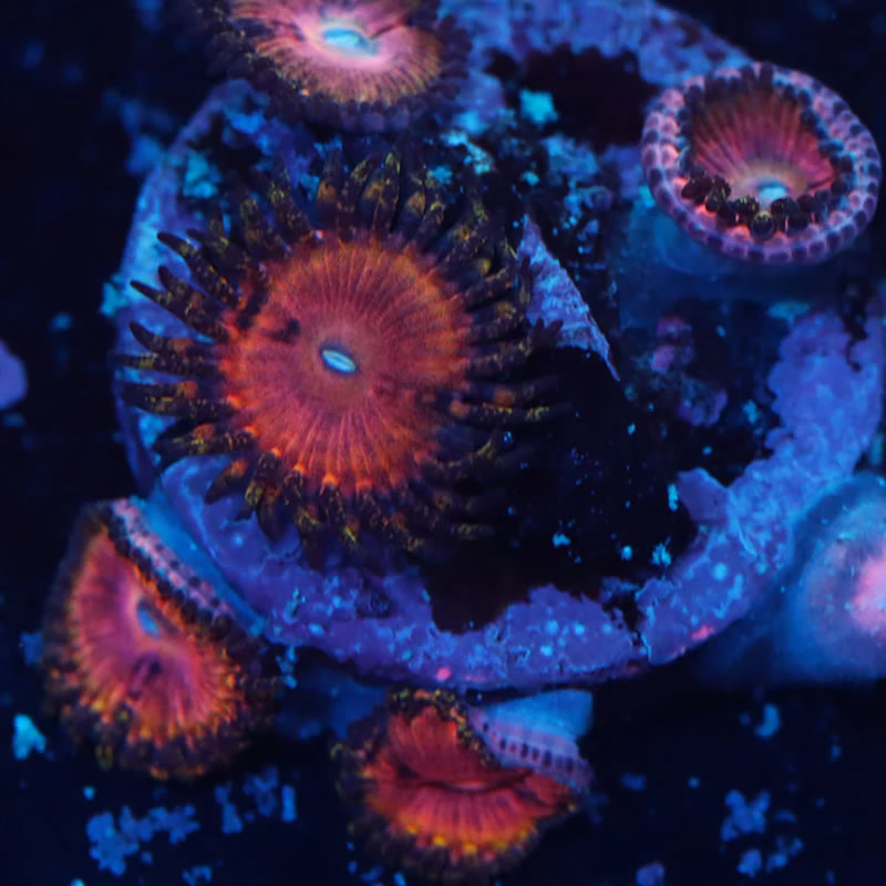 Kamikaze Kush zoas - A Reef Creation