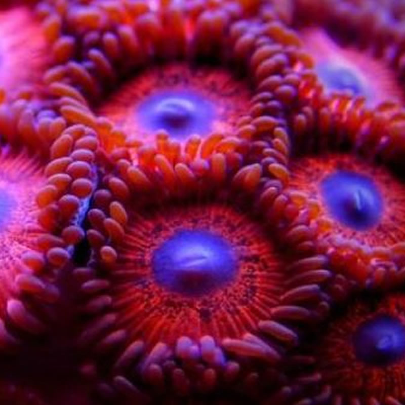 Kedd's Reds zoas - Fragbox Corals