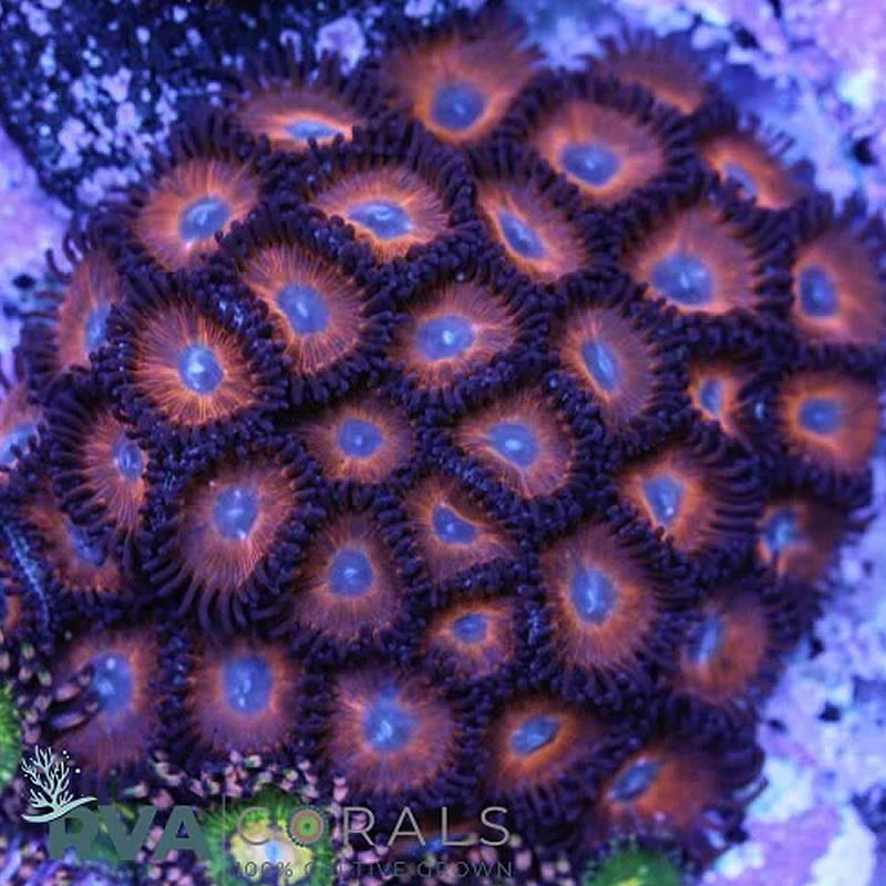 Kedd's Reds zoas - RVA Corals