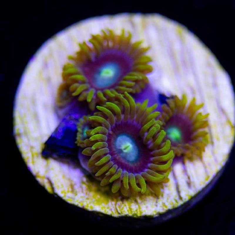 KGB zoas - Sunnyside Corals
