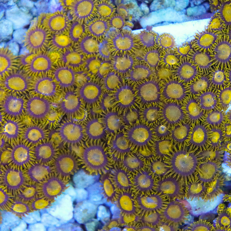 King Midas zoas - Fragbox Corals