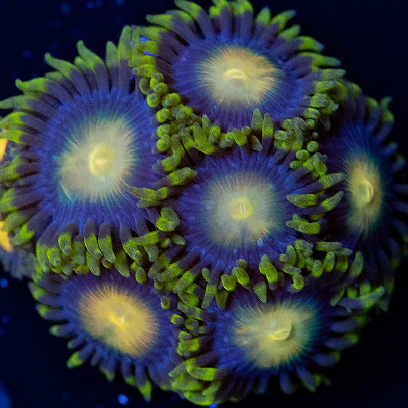King Midas zoas - RVA Corals