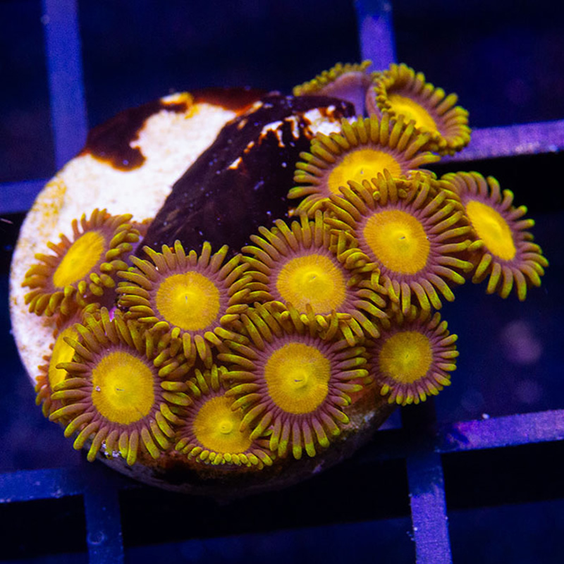 King Midas zoas - Sunnyside Corals