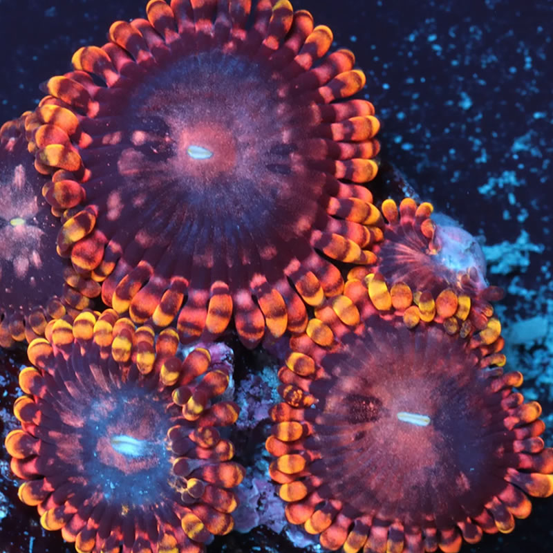 Koala Eye zoas - A Reef Creation