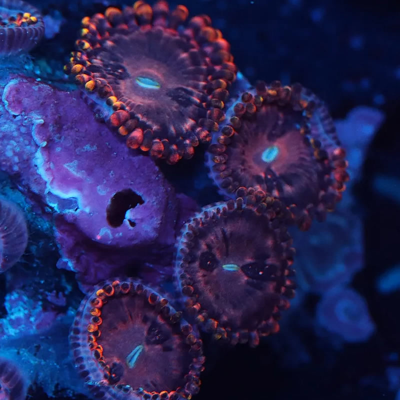 Koala Eye zoas - A Reef Creation