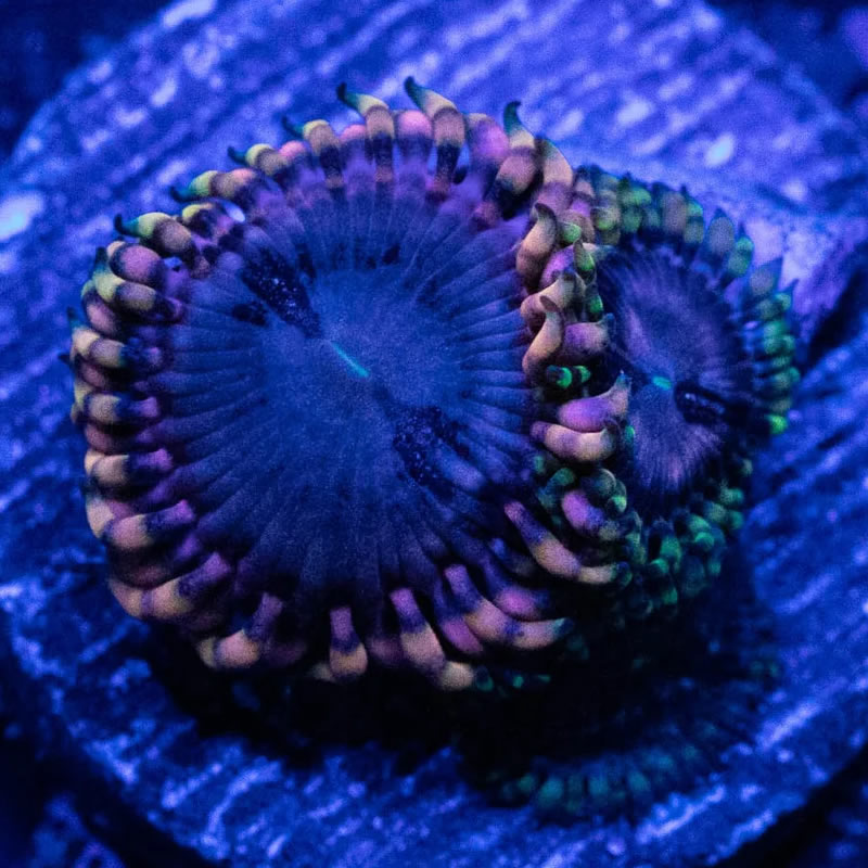 Koala Eye zoas - RVA Corals
