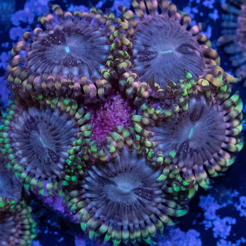 Koala Eye zoas - RVA Corals