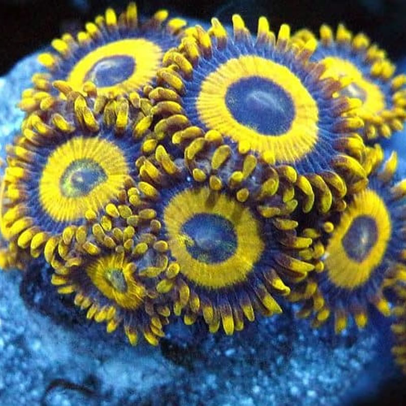 LA Lakers zoas - Fragbox Corals