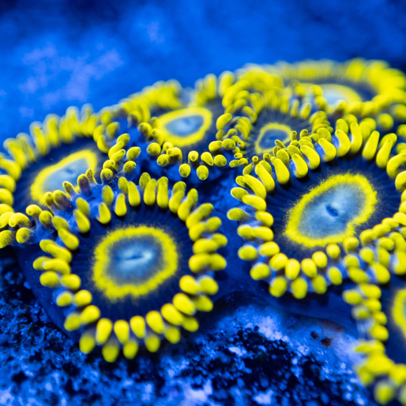 LA Lakers zoas - Reef Stable
