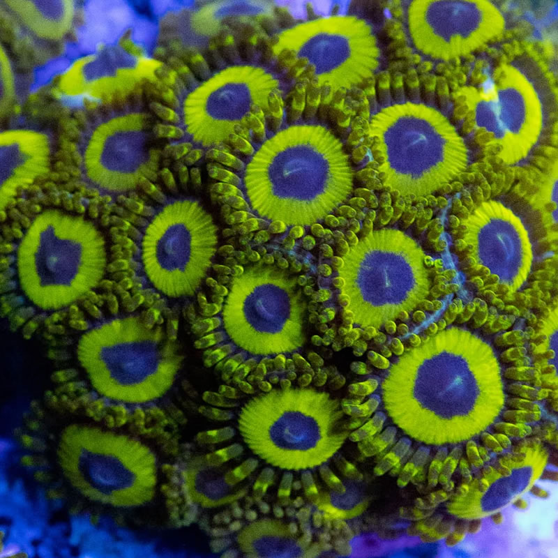 LA Lakers zoas - RVA Corals