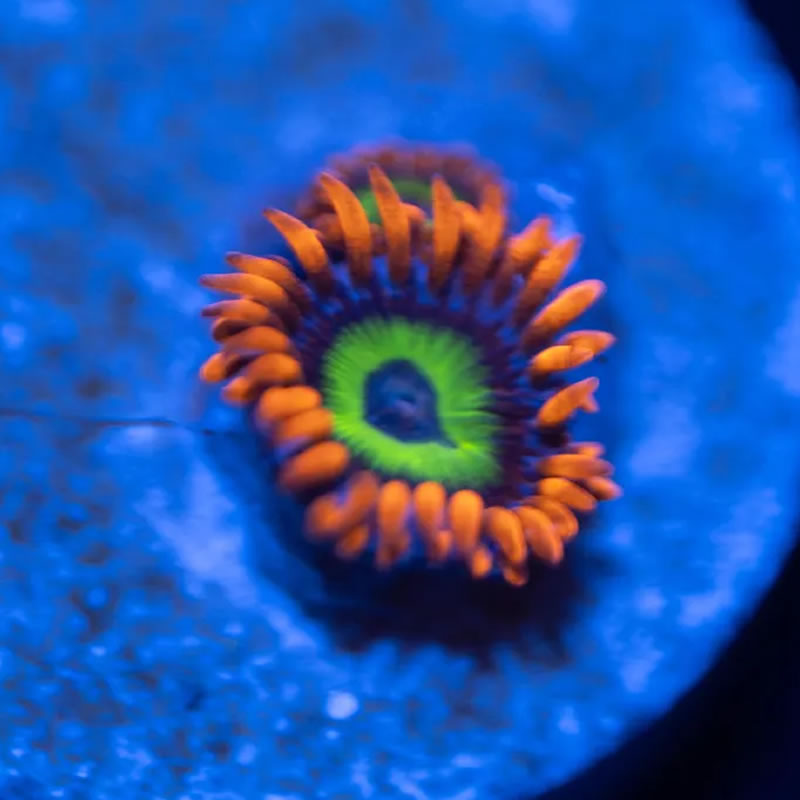 Las Vegas Strip zoas - Reef Stable