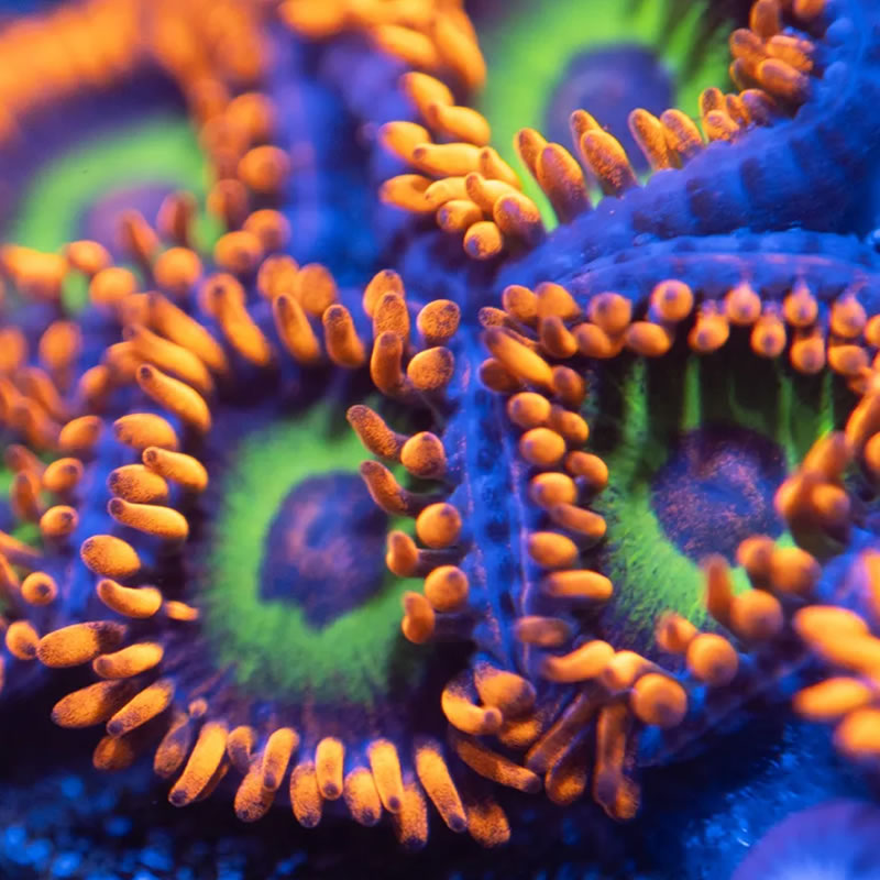 Las Vegas Strip zoas - Reef Stable