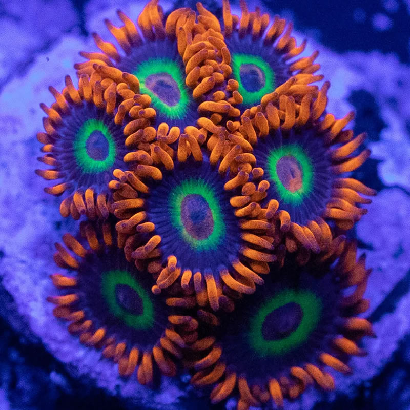 Las Vegas Strip zoas - RVA Corals
