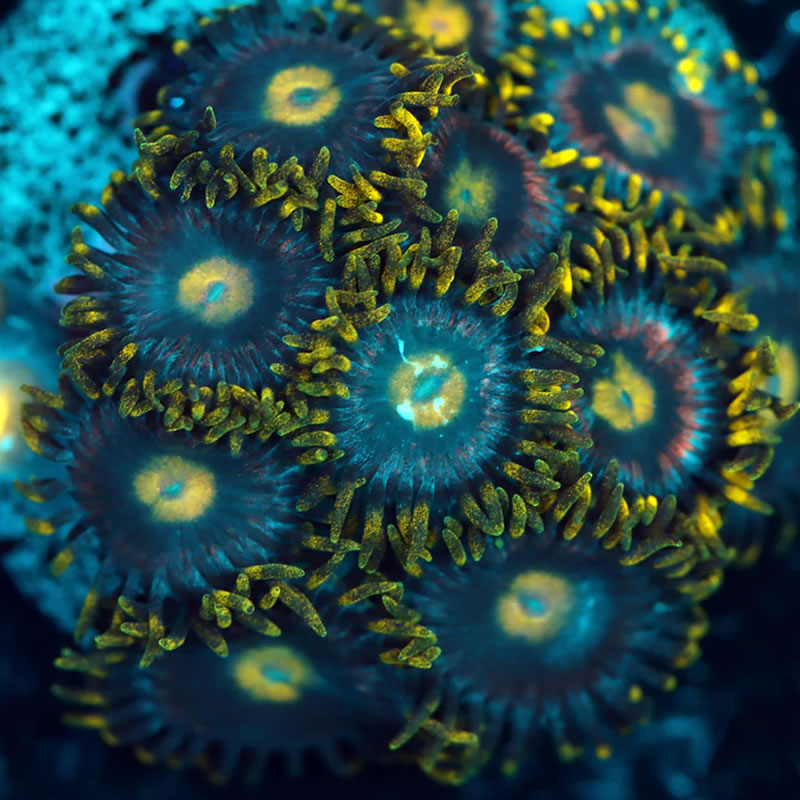Laser Lemon