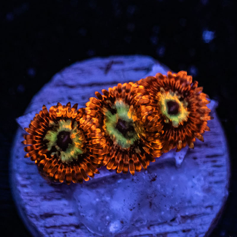 Lava Chaos