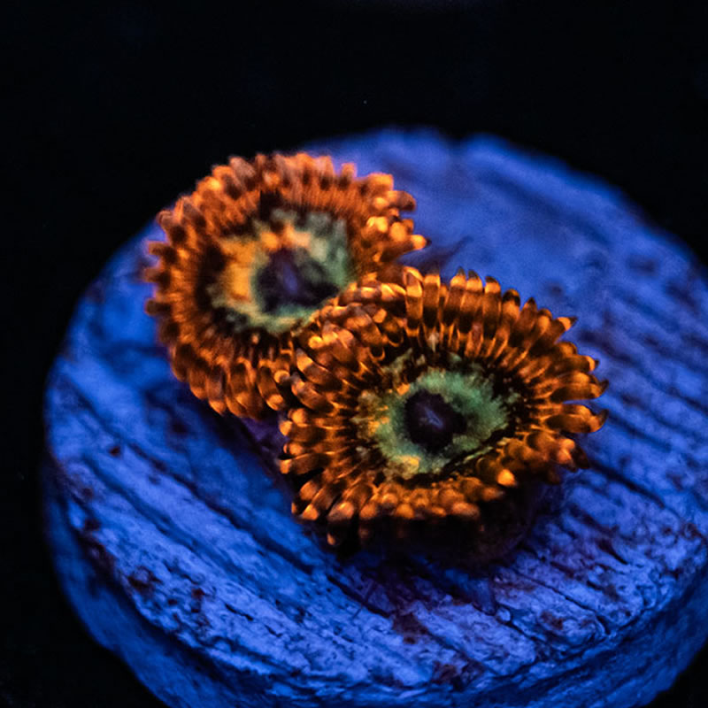 Lava Chaos