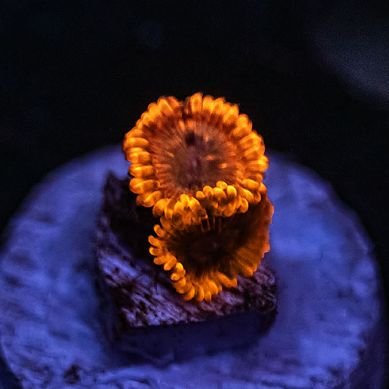 Lava Slide