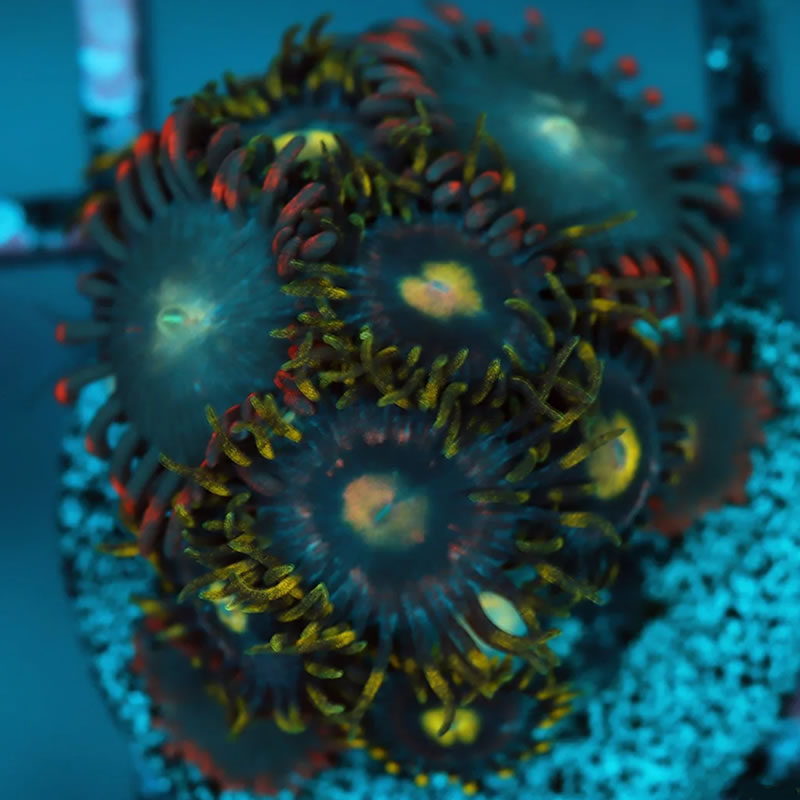 Lemon Rockers zoas - A Reef Creation