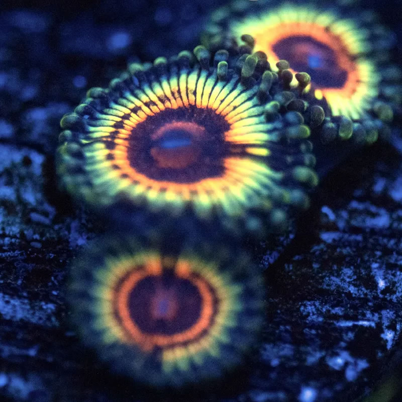 Little Shop of Horrors zoas - Reef Stable