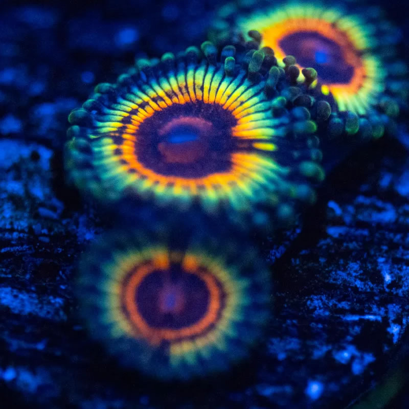 Little Shop of Horrors zoas - Reef Stable