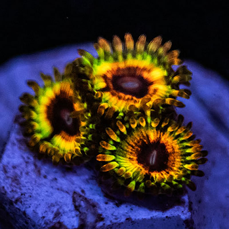 Little Shop of Horrors zoas - TRSC Aquatics