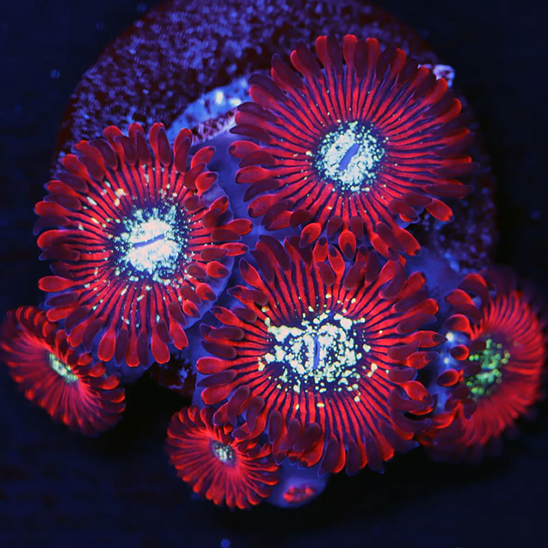 Magician zoas - A Reef Creation