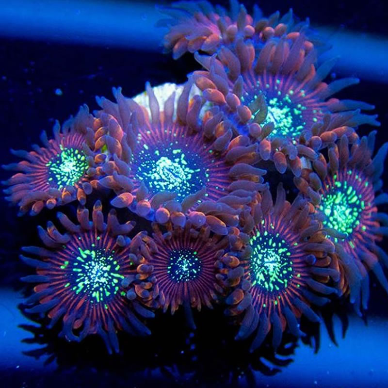 Magician zoas - Sunnyside Corals
