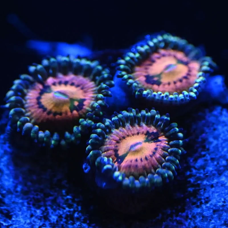 Mambo Jambo zoas - Reef Stable