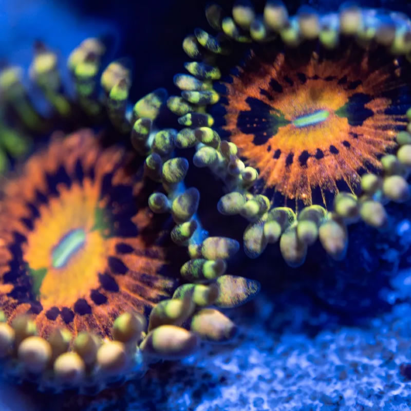 Mambo Jambo zoas - Reef Stable