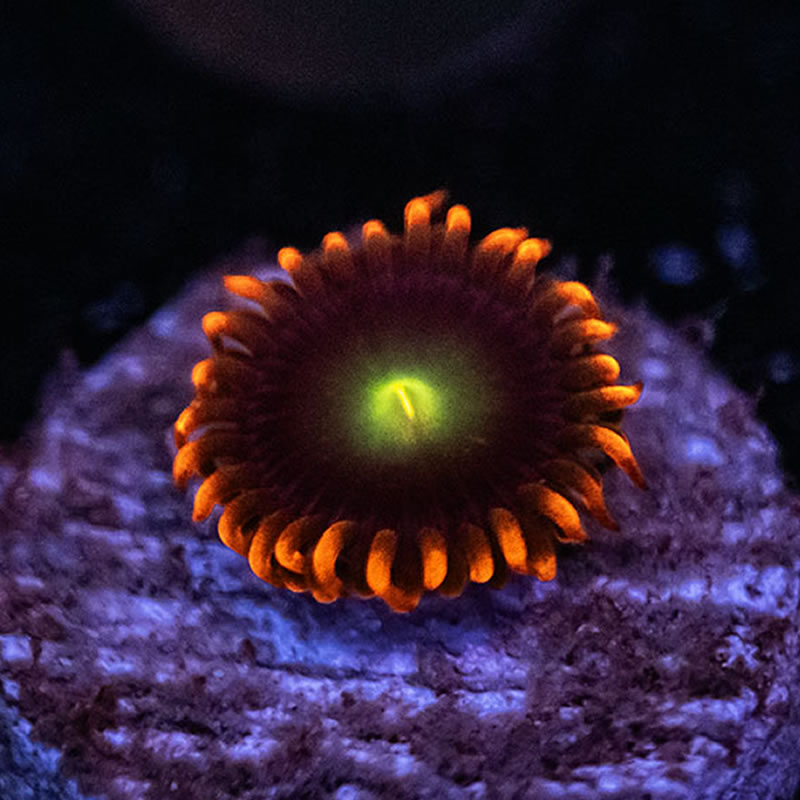 Mandarin Monster