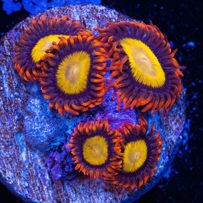 Mandarin Orange zoas - Reefco Aquariums