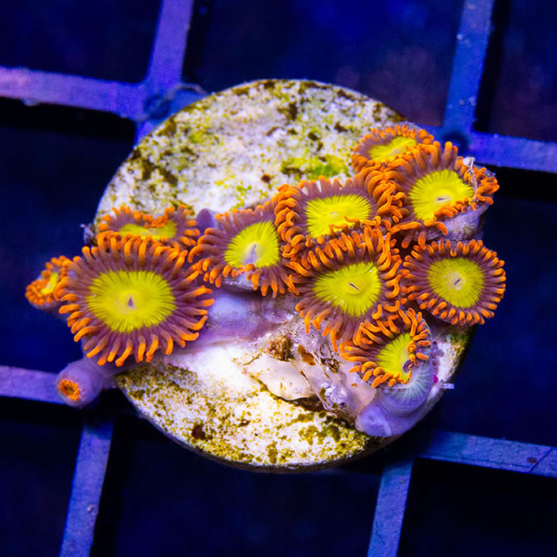 Mandarin Orange zoas - Sunnyside Corals