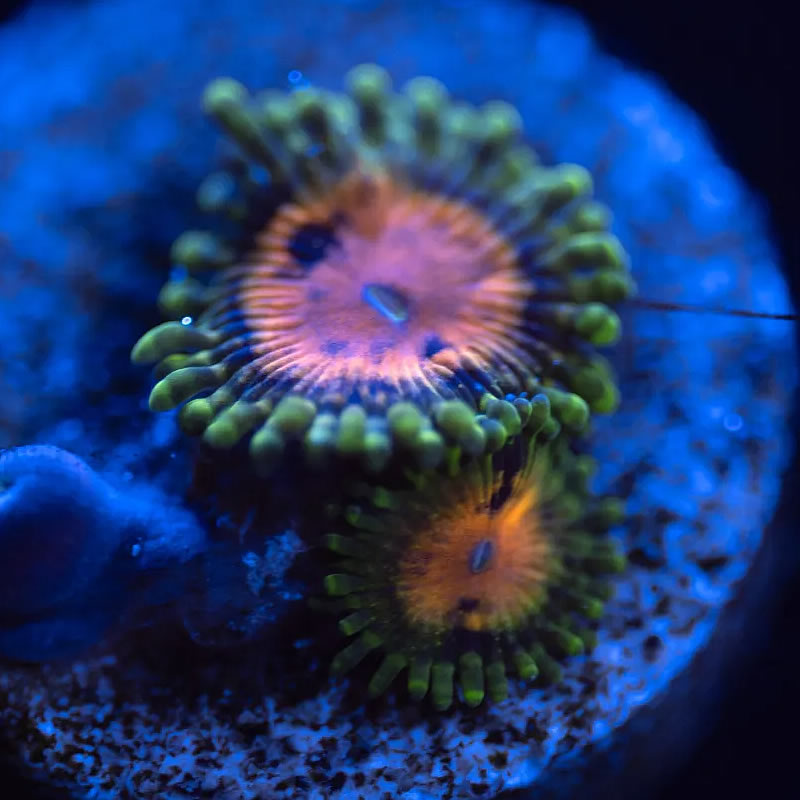 Marvin the Martian zoas - Reef Stable