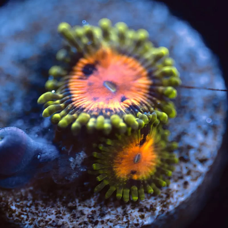 Marvin the Martian zoas - Reef Stable