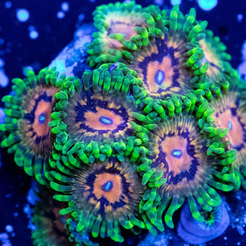 Marvin the Martian zoas - RVA Corals