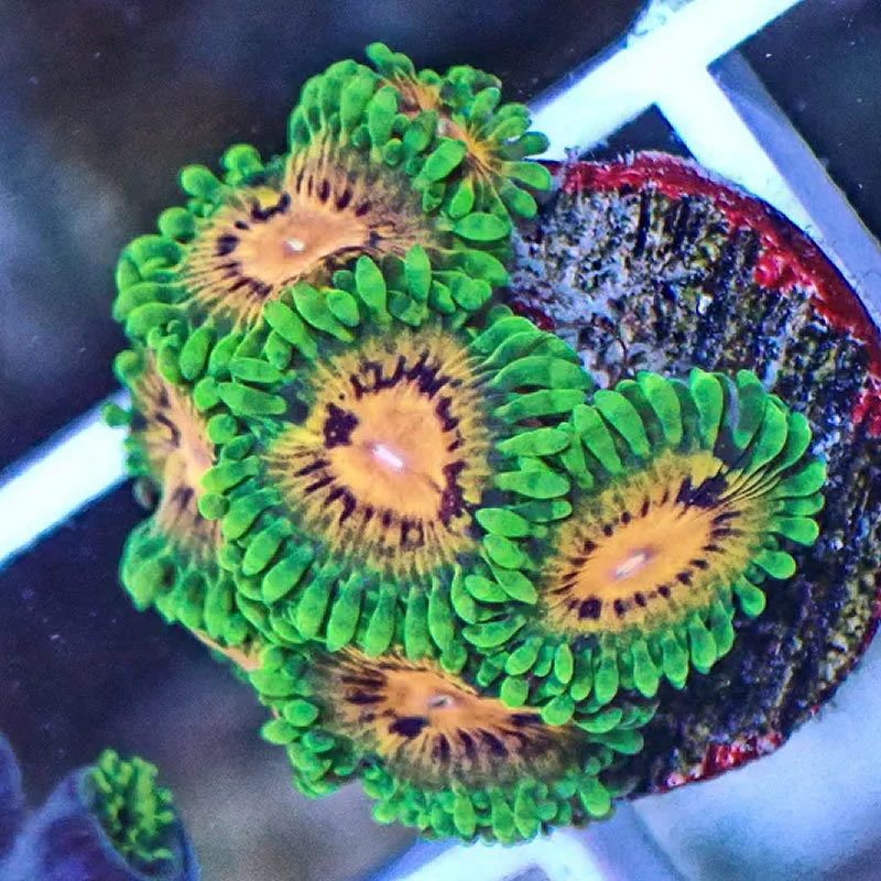Marvin the Martian zoas - Sweet Frag
