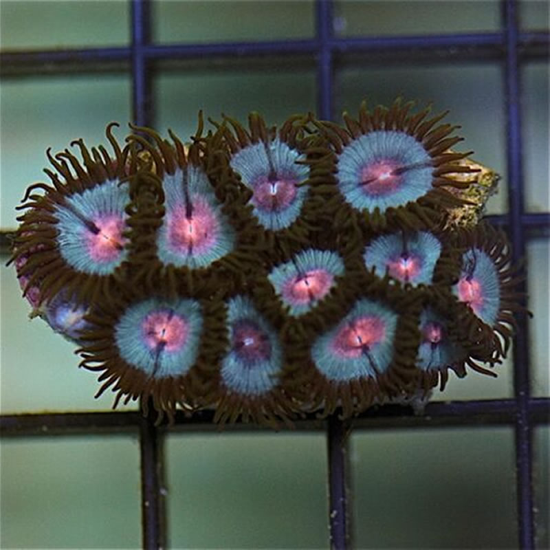 Miami Vice zoas - Cultivated Reef