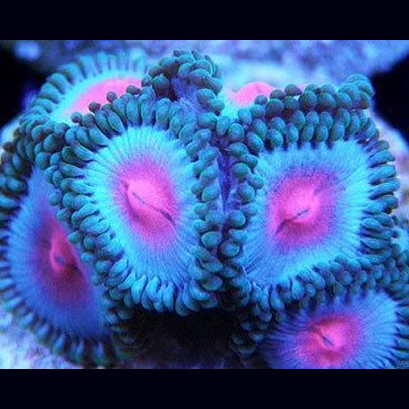 Miami Vice zoas - Fragbox Corals