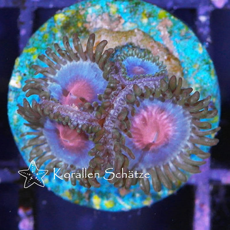 Miami Vice zoas - Korallen Schätze