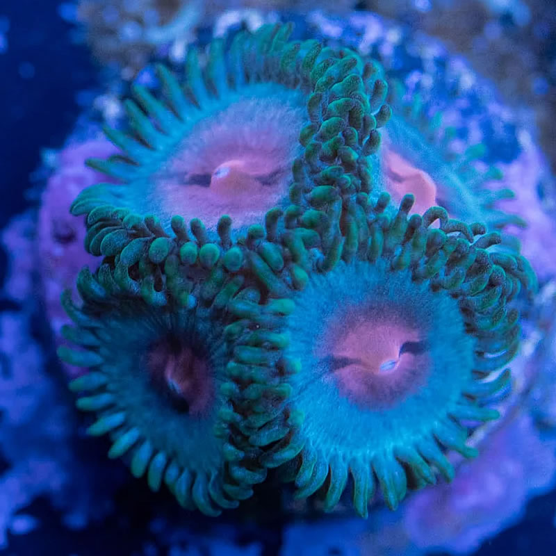 Miami Vice zoas - RVA Corals