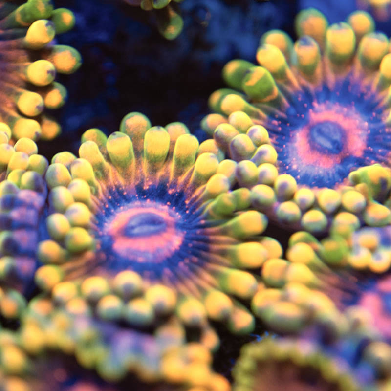 Jedi Mind Trick zoas - Reef Stable